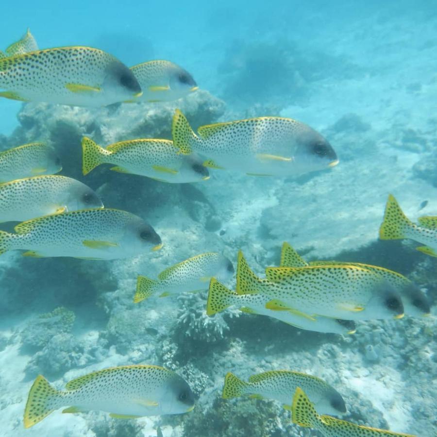 Апартаменты Wasini Raha Snorkeling And Diving Экстерьер фото